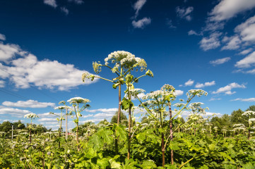 июль и август — месяцы активного цветения борщевика Сосновского - фото - 1